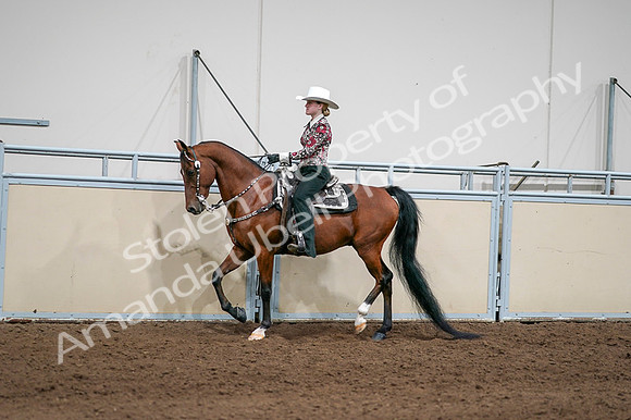 2020 - AB Morgan Horse - Fri, Sept 04 - 08401