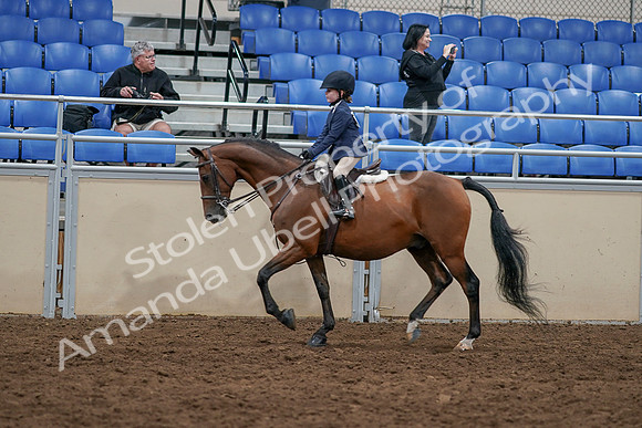 2020 - AB Morgan Horse - Sun, Sept 06 - 07695