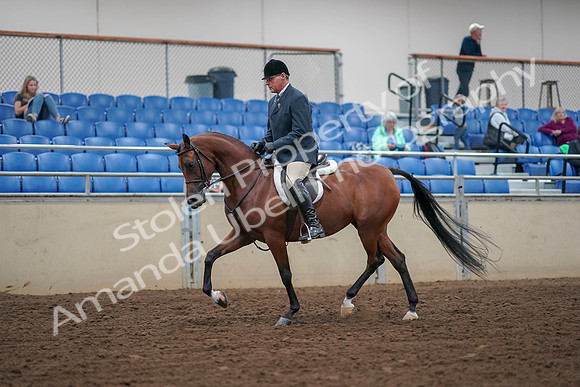 2019 Morgan Horse Show - Aug 30, 2019 - 16115