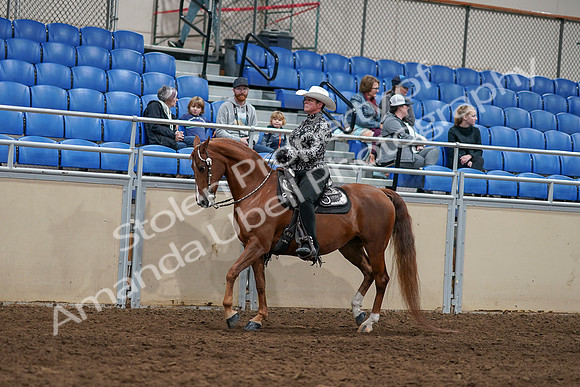2020 - AB Morgan Horse - Sun, Sept 06 - 07503