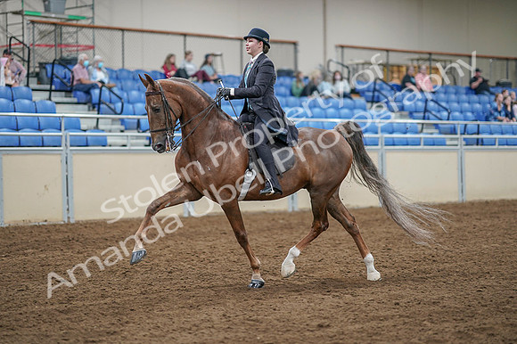 2020 - AB Morgan Horse - Fri, Sept 04 - 11093