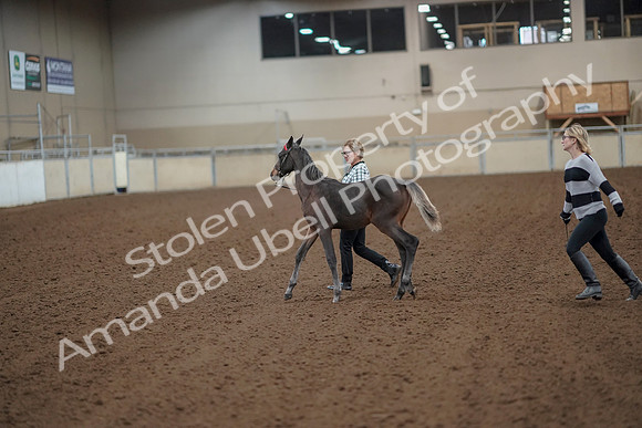 2019 Morgan Horse Show - Aug 30, 2019 - 24912