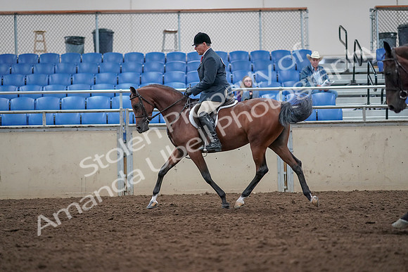 2019 Morgan Horse Show - Aug 31, 2019 - 14717