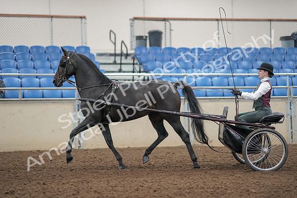 2019 Morgan Horse Show - Aug 31, 2019 - 04642