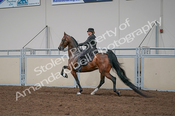 2020 - AB Morgan Horse - Fri, Sept 04 - 09687