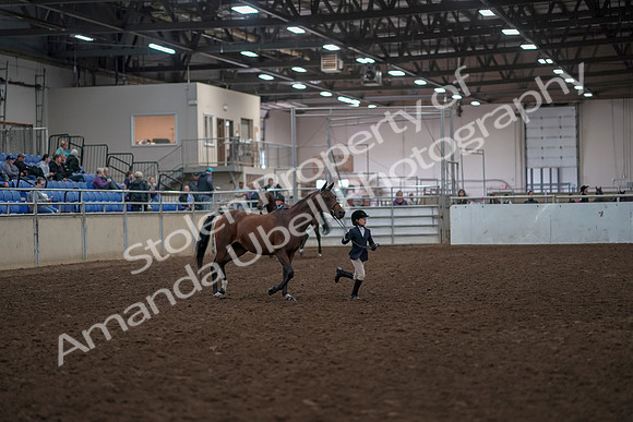 2019 Morgan Horse Show - Aug 31, 2019 - 01500