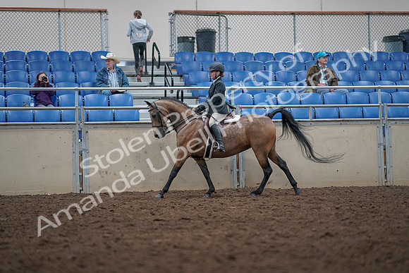 2019 Morgan Horse Show - Aug 31, 2019 - 15033