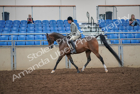 2019 Morgan Horse Show - Aug 30, 2019 - 17293