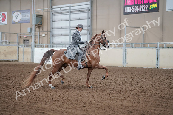 2019 Morgan Horse Show - Aug 30, 2019 - 15639