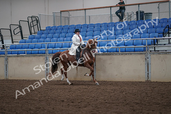 2019 Morgan Horse Show - Aug 31, 2019 - 17958