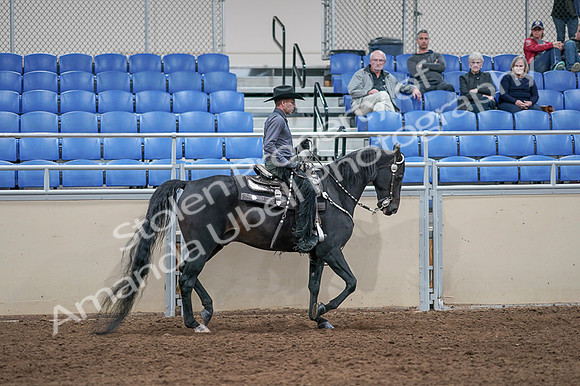 2020 - AB Morgan Horse - Fri, Sept 04 - 08484
