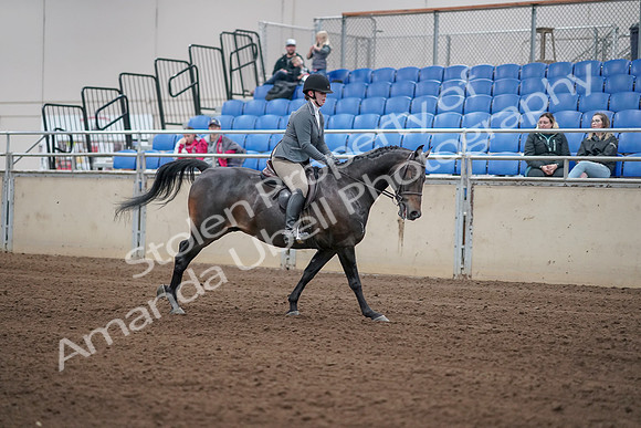 2019 Morgan Horse Show - Sept 01, 2019 - 11125