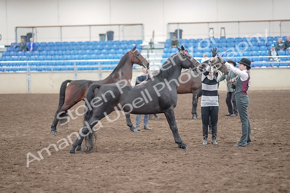 2019 Morgan Horse Show - Aug 31, 2019 - 03699