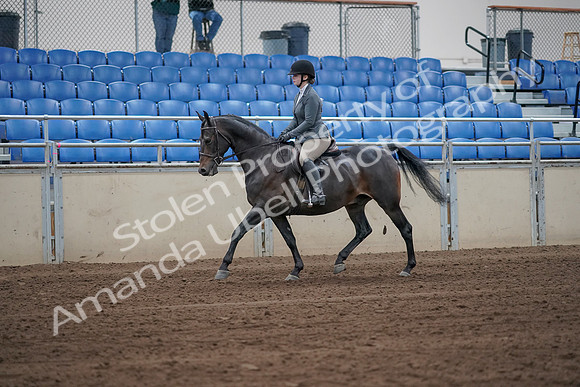 2019 Morgan Horse Show - Sept 01, 2019 - 10887_1