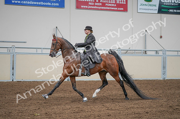 2020 - AB Morgan Horse - Fri, Sept 04 - 09572