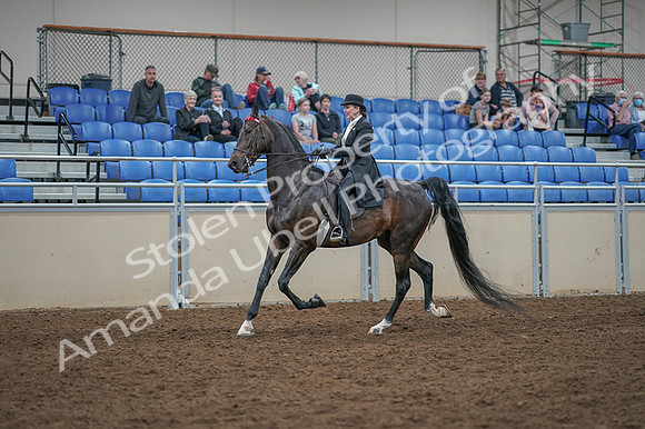 2020 - AB Morgan Horse - Fri, Sept 04 - 11345