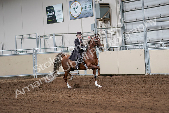 2020 - AB Morgan Horse - Sat, Sept 05 - 06419