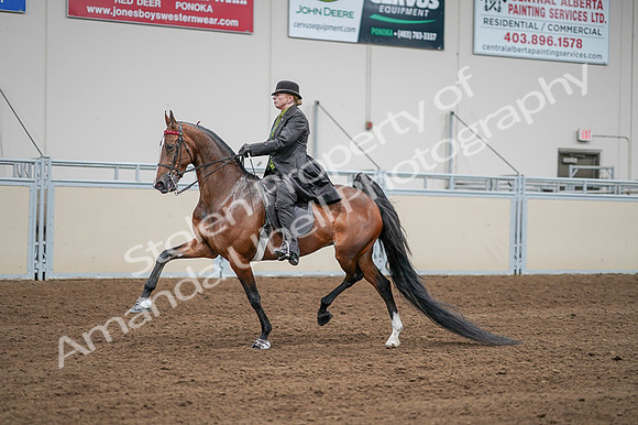 2020 - AB Morgan Horse - Fri, Sept 04 - 09565