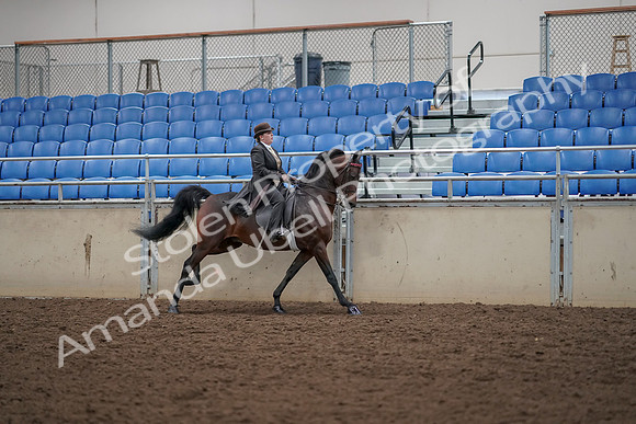 2019 Morgan Horse Show - Aug 30, 2019 - 28146