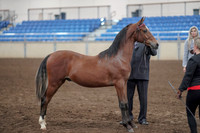 Class 060 - Morgan In Hand Yearling & Two Yr Old Stallions