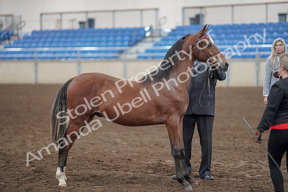 2019 Morgan Horse Show - Aug 31, 2019 - 00128
