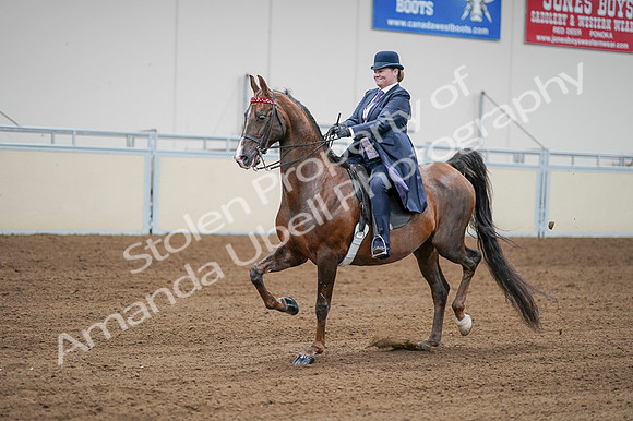 2020 - AB Morgan Horse - Fri, Sept 04 - 08211