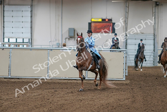 2020 - AB Morgan Horse - Sat, Sept 05 - 06089