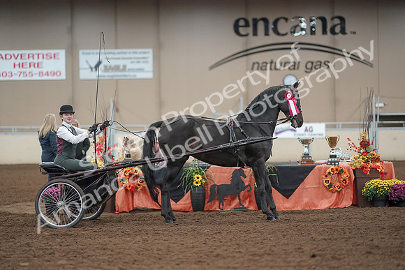 2019 Morgan Horse Show - Aug 31, 2019 - 04772