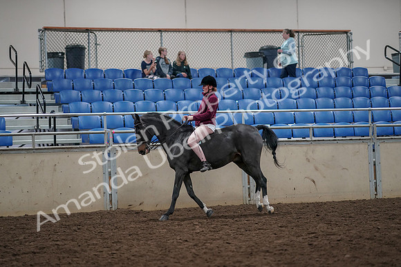 2019 Morgan Horse Show - Aug 30, 2019 - 31295