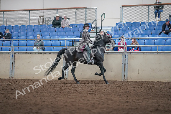 2019 Morgan Horse Show - Aug 31, 2019 - 09559