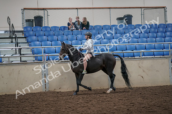 2019 Morgan Horse Show - Aug 30, 2019 - 31027