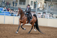 2020 - AB Morgan Horse - Sat, Sept 05 - 12909