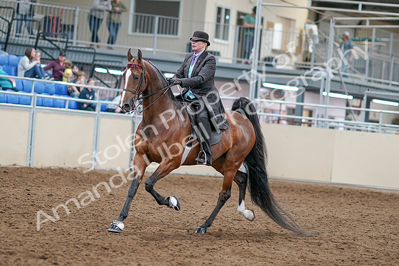 2020 - AB Morgan Horse - Sat, Sept 05 - 12909