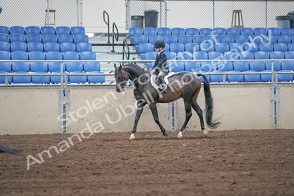 2019 Morgan Horse Show - Sept 01, 2019 - 05498
