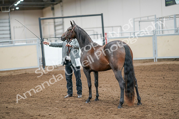 2020 - AB Morgan Horse - Sat, Sept 05 - 00259