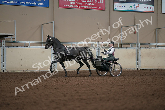 2019 Morgan Horse Show - Aug 31, 2019 - 04645