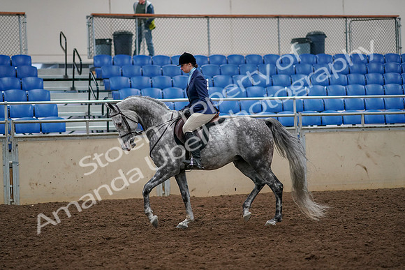 2019 Morgan Horse Show - Aug 30, 2019 - 22192