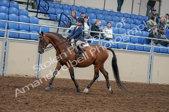 2020 - AB Morgan Horse - Sun, Sept 06 - 07897