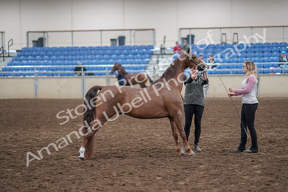 2019 Morgan Horse Show - Aug 31, 2019 - 01374