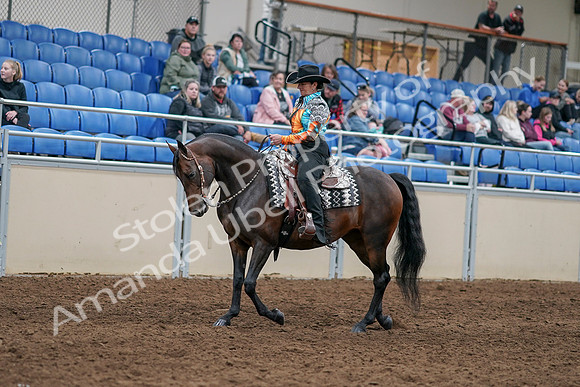 2020 - AB Morgan Horse - Sun, Sept 06 - 07481