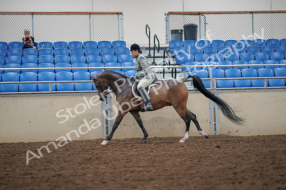 2019 Morgan Horse Show - Aug 30, 2019 - 17380