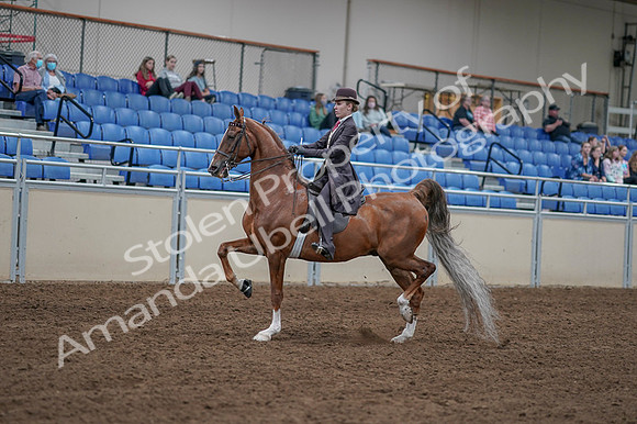 2020 - AB Morgan Horse - Fri, Sept 04 - 11177