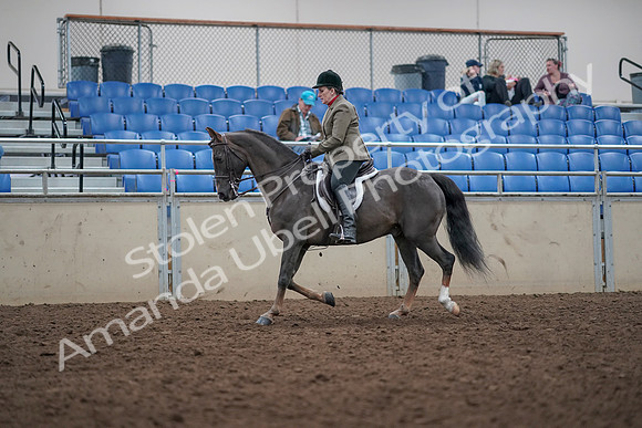 2019 Morgan Horse Show - Aug 31, 2019 - 14739