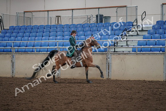2019 Morgan Horse Show - Aug 30, 2019 - 28177