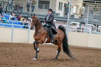2020 - AB Morgan Horse - Sat, Sept 05 - 12910