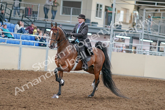 2020 - AB Morgan Horse - Sat, Sept 05 - 12910