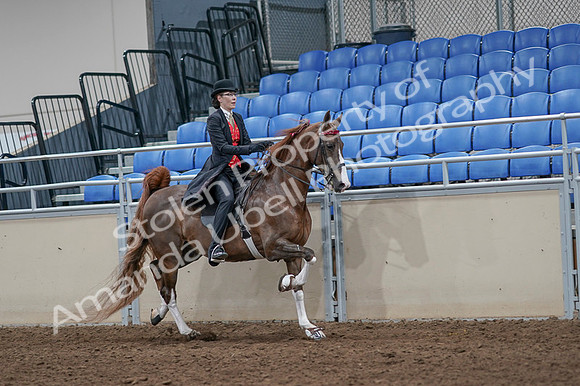 2020 - AB Morgan Horse - Fri, Sept 04 - 09862
