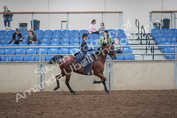 2019 Morgan Horse Show - Aug 31, 2019 - 09614