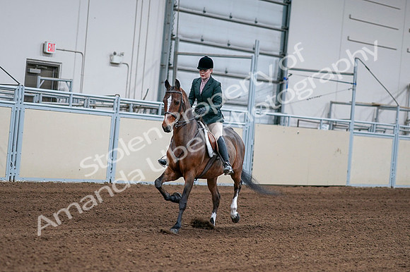 2020 - AB Morgan Horse - Fri, Sept 04 - 01681