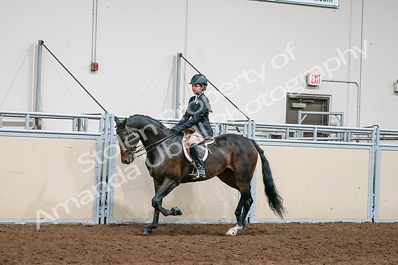 2020 - AB Morgan Horse - Sun, Sept 06 - 08185